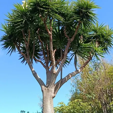 House Of Yucca *